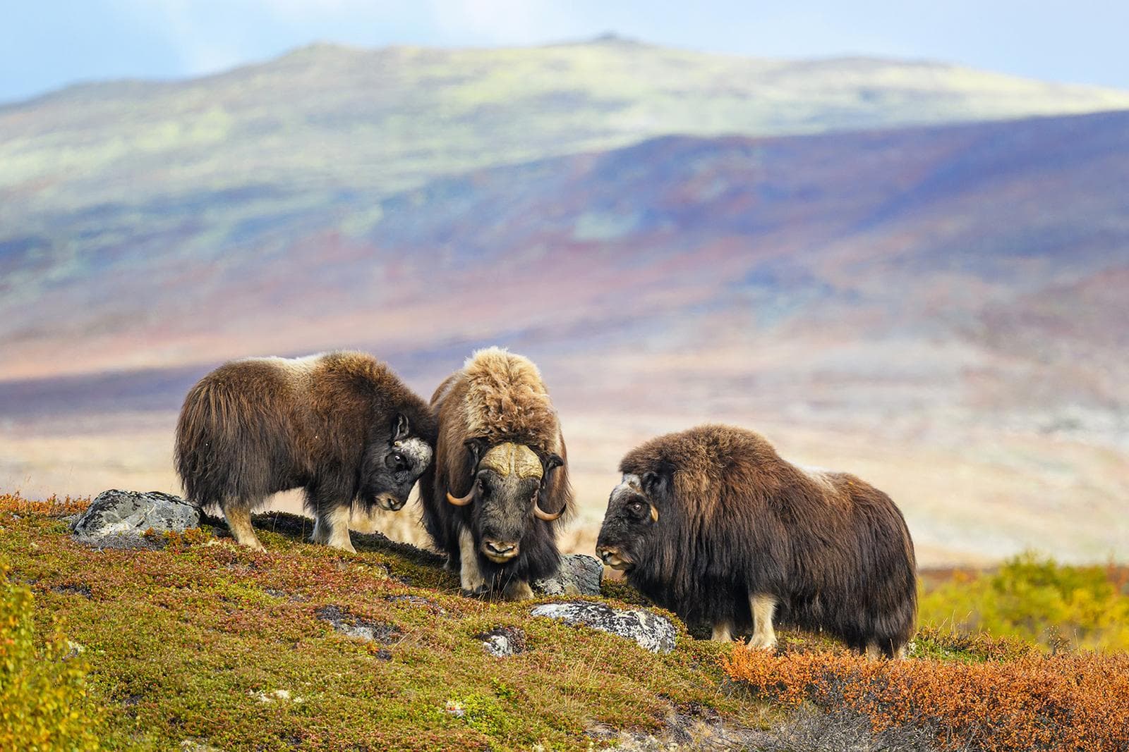 Musk Oxen at Dovre in Autumn Colors 2026