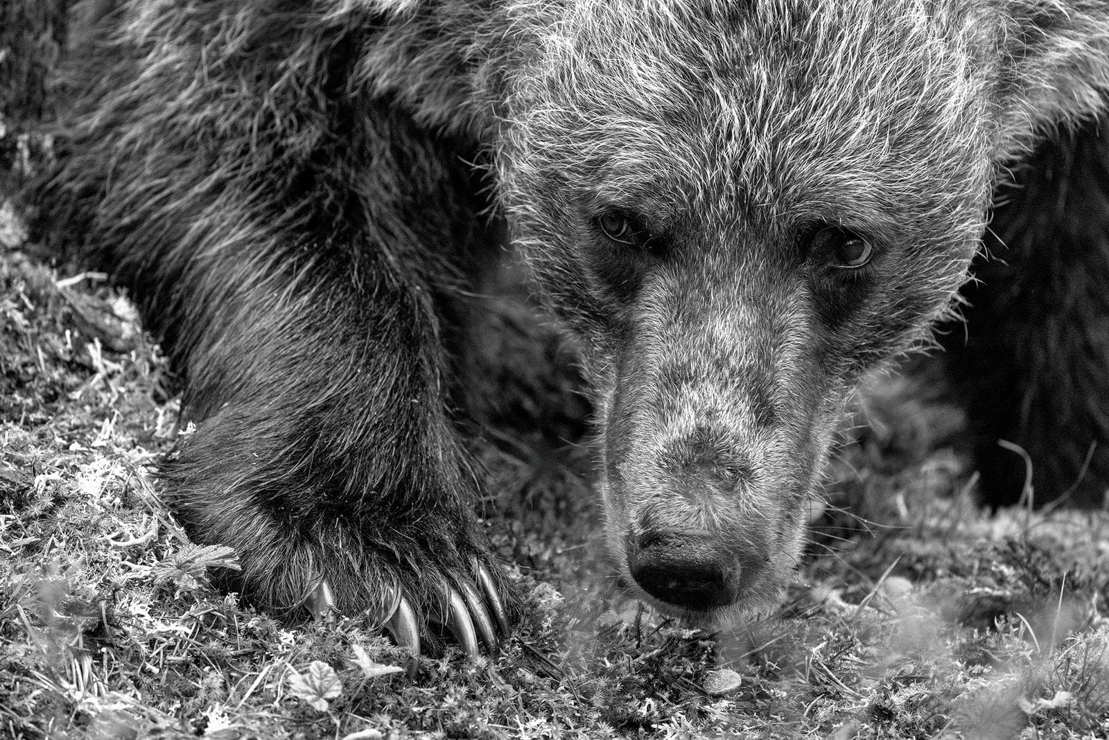 Bears and wolves in classic Finnish lands