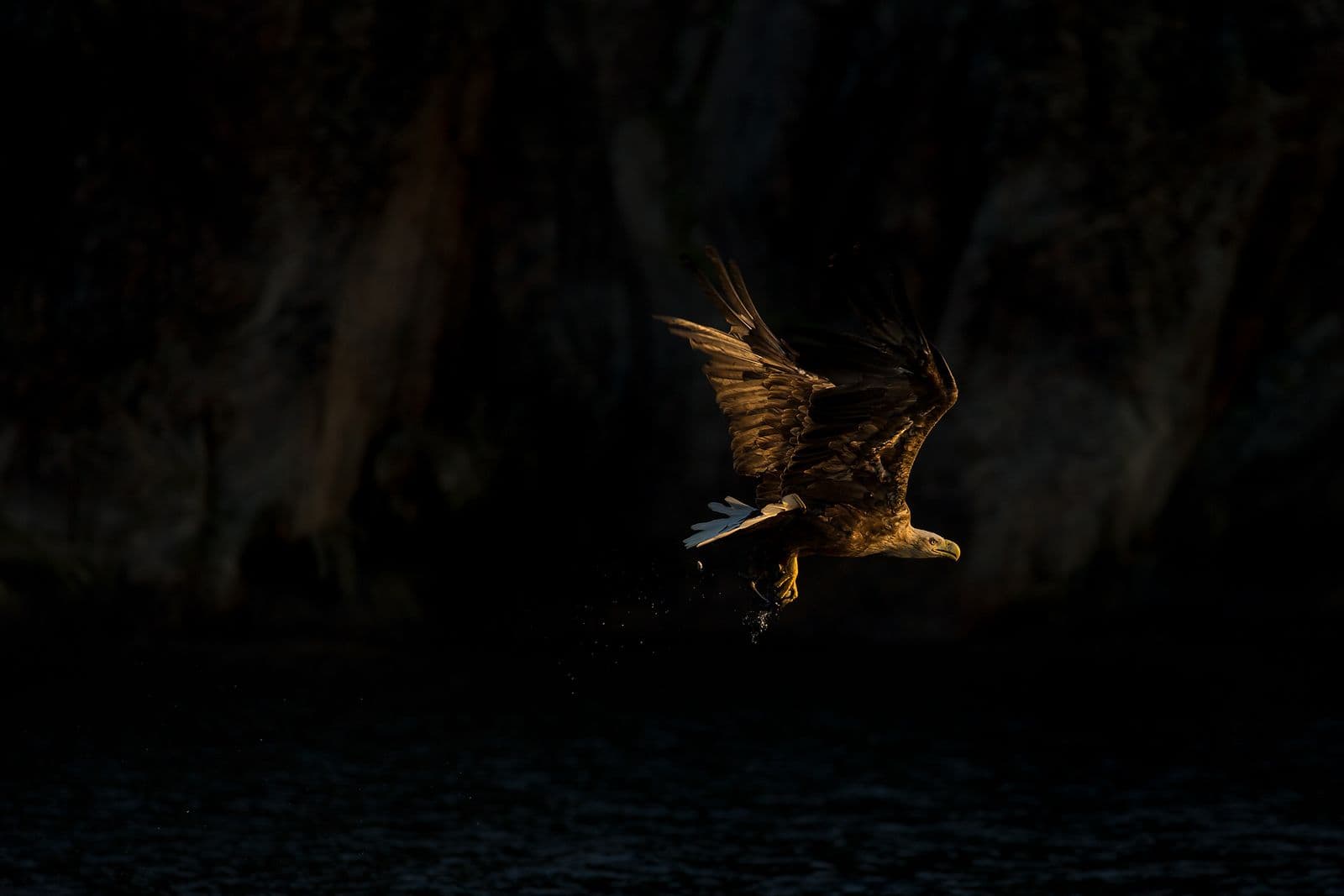 Realm of the Eagles 2027