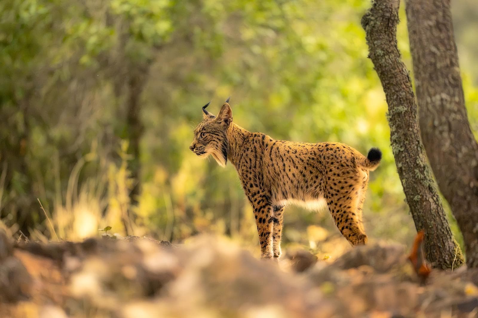 Iberian Lynx Feast in Spain – Extra Departure Added